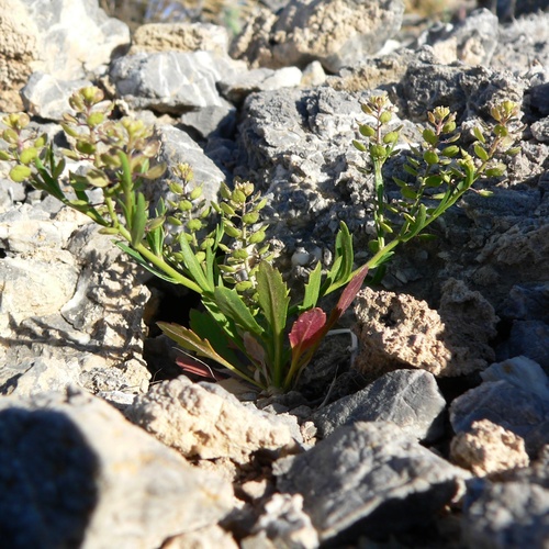 Lepidium lasiocarpum
