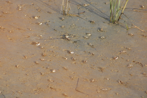 Leptuca crenulata observed 2026-10-12
