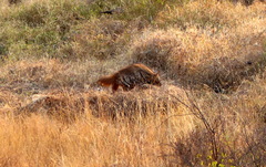 Hyaena hyaena