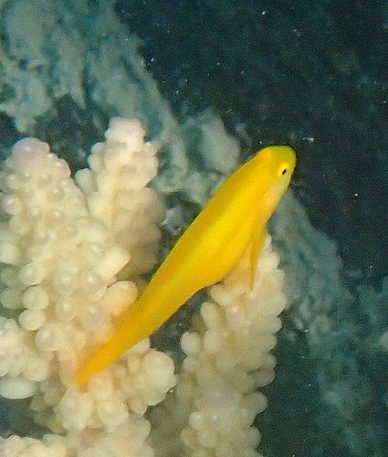 Gobiodon okinawae observed 2026-10-13