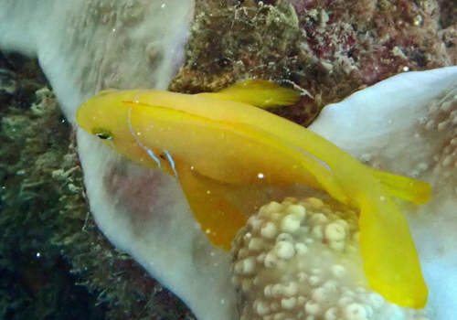 Gobiodon citrinus observed 2026-10-13
