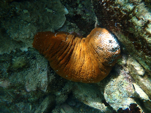 Actinopyga observed 2026-10-13