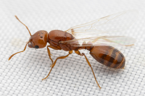 Solenopsis amblychila