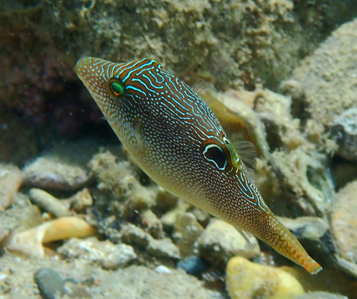 Canthigaster compressa observed 2026-10-13