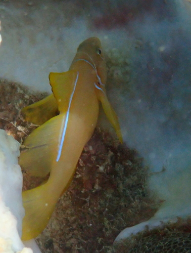 Gobiodon citrinus observed 2026-10-13