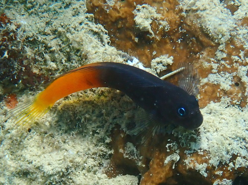 Ecsenius bicolor observed 2026-10-13
