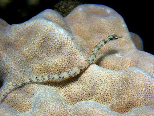 Corythoichthys intestinalis observed 2026-10-13