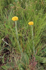 Helichrysum auriceps