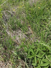 Potentilla chrysantha