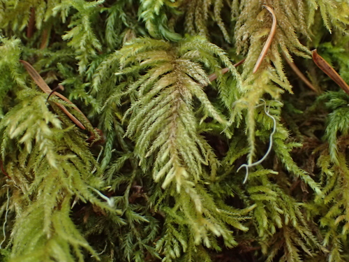 Kindbergia oregana observed 2026-10-12