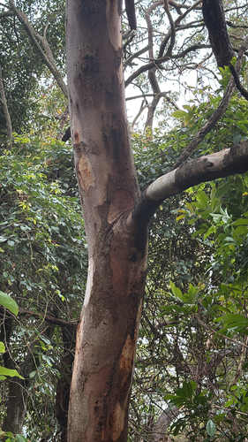 Eucalyptus punctata observed 2026-10-13