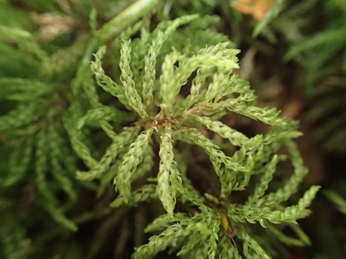 Leucolepis acanthoneura observed 2026-10-12