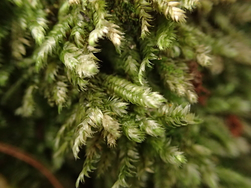 Isopterygium observed 2026-10-12