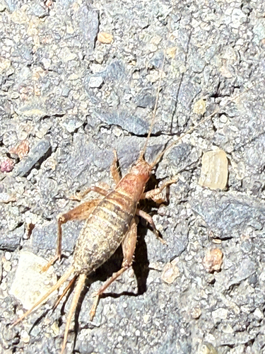Complex Chirping Scaly Crickets photo 3