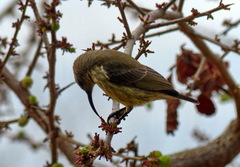 Chalcomitra amethystina