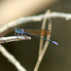 Argia euphorbia