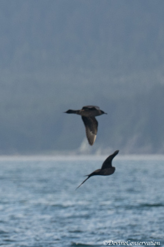 iNaturalist image