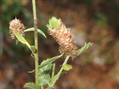 Malvastrum americanum observed 2026-10-09
