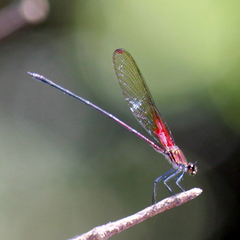Hetaerina laesa