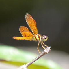 Perithemis lais