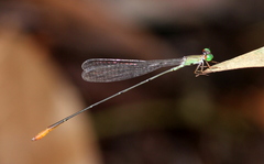 Metaleptobasis minteri