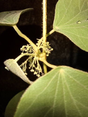 Cissampelos pareira observed 2026-10-12