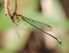 Acanthagrion obsoletum