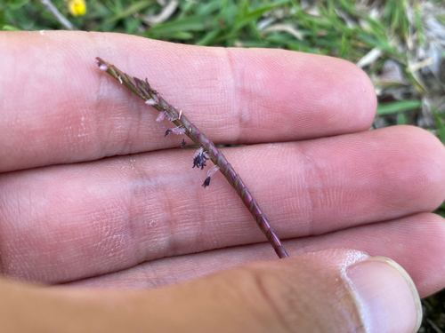 Eremochloa ophiuroides observed 2026-10-12