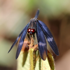 Zenithoptera fasciata