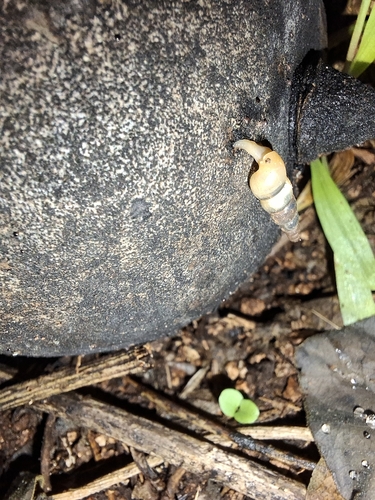 Subulina octona observed 2026-10-12