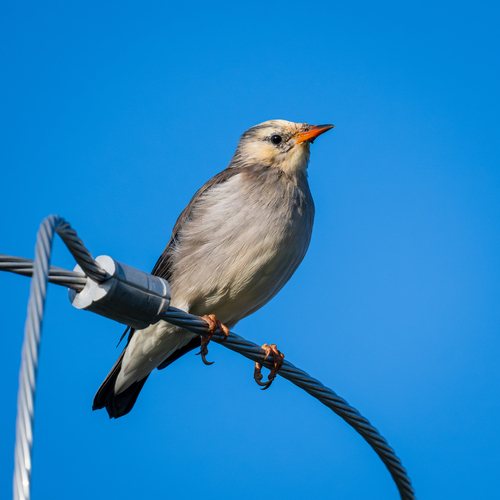 Red-billed Starling