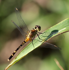 Erythrodiplax attenuata