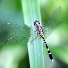 Erythrodiplax attenuata