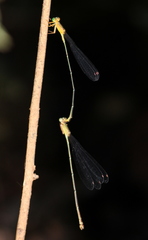 Metaleptobasis brysonima