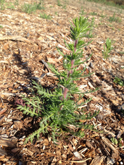 Centromadia parryi australis