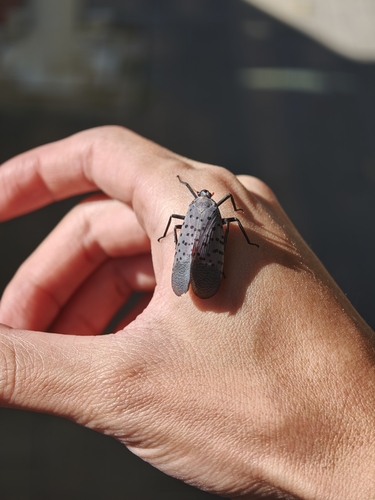 Spotted Lanternfly