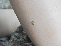 Bactrocera