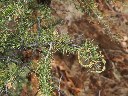 Acacia tetragonophylla observed 2026-10-09