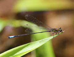 Acanthagrion obsoletum