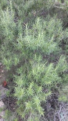 Salvia rosmarinus