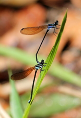 Argia indicatrix