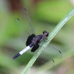 Erythrodiplax unimaculata