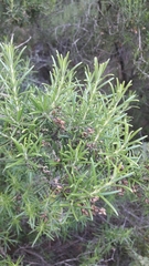 Salvia rosmarinus