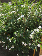 Jasminum grandiflorum