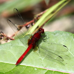 Erythrodiplax castanea