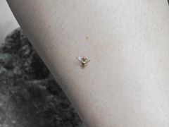 Bactrocera