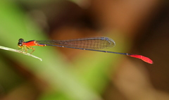 Psaironeura tenuissima