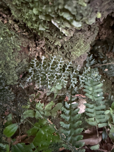 Abrodictyum obscurum observed 2026-10-09