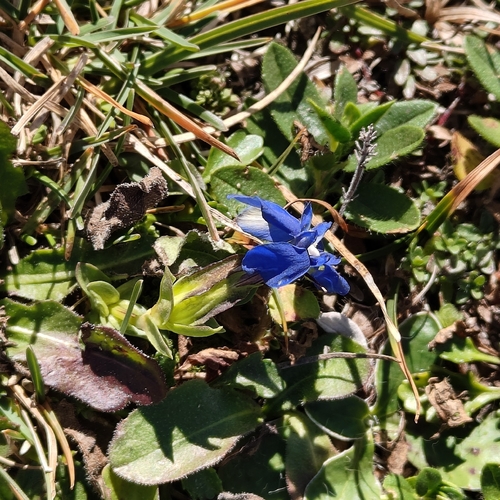 spring gentian