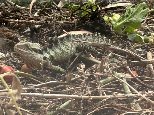 Australian Water Dragon